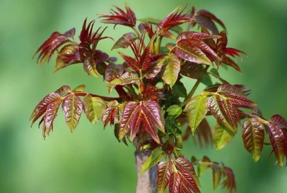香椿芽菜保温箱栽培方法，香椿种植方法总结
