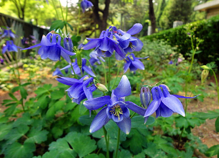 耧斗菜的养护方法，管理要点总结（耧斗菜怎么养护）