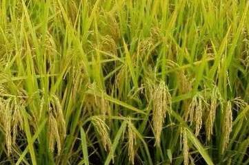 水稻为什么会有白穗，防治措施是什么