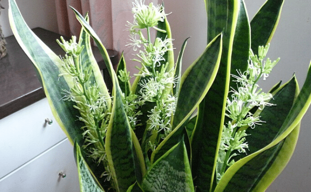 虎皮兰开花的寓意有哪些，风水中的虎皮兰有什么含义