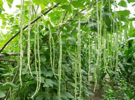 豇豆栽培技术，豇豆应该怎么种植（豇豆的栽培技术要点?）