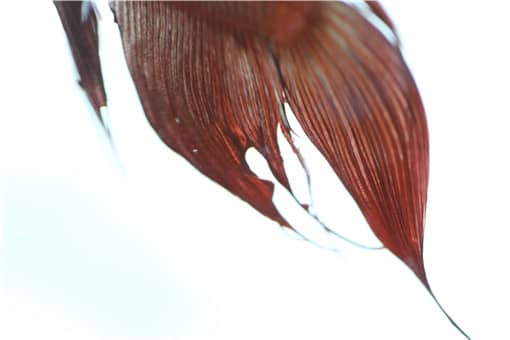 斗鱼养殖的注意事项有哪些 养殖斗鱼需要什么条件