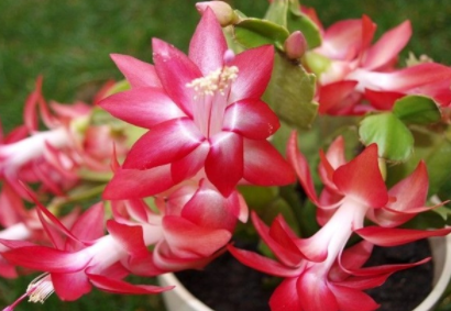 蟹爪兰的繁殖方法，栽培技术有哪些（蟹爪兰如何栽培?）