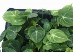 水晶花烛种植栽培要点 水晶花烛种植栽培要点有哪些