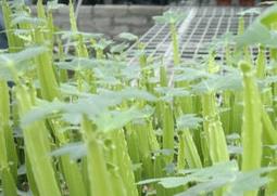 多花野牡丹的功效与作用 野牡丹花的功效和作用