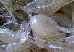 淡水小虾的营养价值 淡水小虾的营养价值高吗