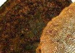 干马蜂窝的作用与功效 干马蜂窝的作用与功效图片