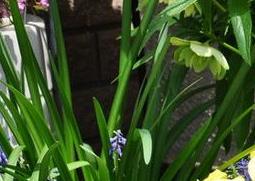 盆栽蝴蝶花怎么养 植物花蝴蝶怎么养