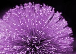 紫色蒲公英种植方法 紫色蒲公英种植方法图片