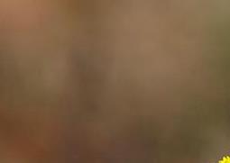 款冬花图片 款冬花图片大全