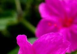 紫茉莉的药用功效与常见用法 紫茉莉的药用功效与常见用法图片