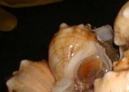角螺和海螺的区别（角螺与海螺的区别）