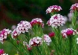 狼毒的功效与作用（狼毒的功效与作用,狼毒的副作用）