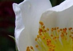 川滇蔷薇的功效与作用 云南蔷薇科植物