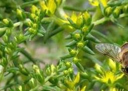 垂盆草图片 垂盆草图片又名三叶草