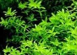 珍珠草怎么繁殖 珍珠草怎么繁殖后代