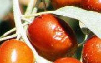 沙枣的功效与作用 沙枣的功效与作用禁忌