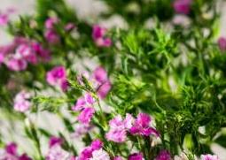 石竹花怎么养（石竹花怎么养石竹花的养殖方法和注意事项）