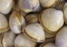 海蛤壳的功效与作用（海蛤壳的功效与作用用量）