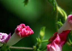 路边野草花名称图片（路边的野花图片和名称）