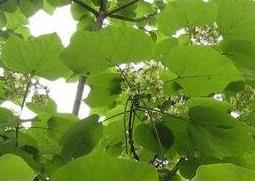 梓树的养殖方法和注意事项（梓树的养殖方法和注意事项视频）