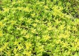 垂盆草的功效与作用及药用价值 垂盆草的药用功效是什么