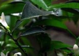 玳玳花的养植与修护 玳玳花怎么养护