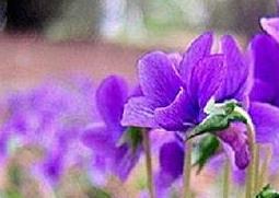 紫花地丁怎么种（紫花地丁怎么种?）