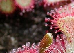 小毛毡苔的功效与作用 小毛毡苔的功效与作用及禁忌