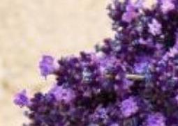 薰衣草花的功效与作用 薰衣草花的功效与作用及禁忌