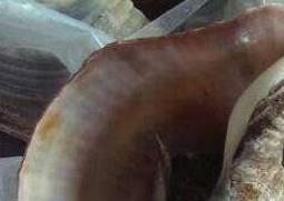 大海螺的功与作用（海螺的功效与作用及药用价值）