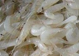 白米虾的营养价值 白米虾的营养价值及功效壮阳