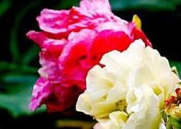 芙蓉花怎么养 芙蓉花怎么养才能养好