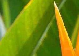 鹤望兰如何养 鹤望兰如何养护更容易开花