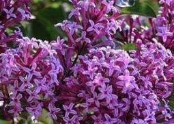紫丁香的功效与作用 紫丁香的功效与作用偏方