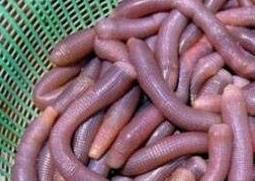 沙虫忌和什么一起煮 沙虫不可以和什么一起吃