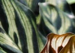 孔雀竹芋的养殖方法（孔雀竹芋的养殖方法和注意事项视频）