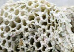 蜂房的功效与作用 蜂房的功效与作用吃法
