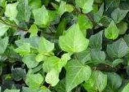 常青藤怎么养 常春藤怎么养能爆盆