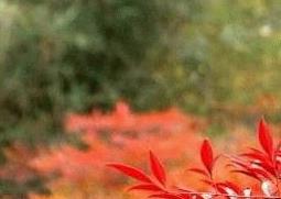 南天竹的功效与作用 南天竹的功效与作用禁忌与食物吃法