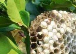 蜂房的功效与作用及药用价值（蜂房的作用和功效与作用）