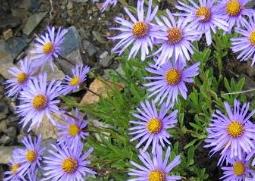 紫菀的功效与作用 紫菀的功效与作用,紫菀的副作用