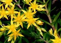 垂盆草的功效与作用（垂盆草的功效与作用与主治）