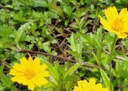 蟛蜞菊的功效与作用（南美蟛蜞菊的功效与作用）