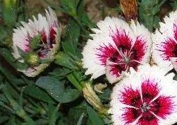 山竹花和石竹花的区别（山竹花是什么样的）