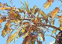 马蜂窝有什么药用价值（马蜂窝有什么药用价值治牙疼吗）