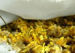 野菊花枕头的功效与作用（野菊花枕头的功效与作用禁忌）