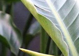 鹤望兰什么时候开花 鹤望兰什么时候开花,每年都开花吗