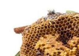 蜂房的功效与作用 蜂房的功效与作用及副作用