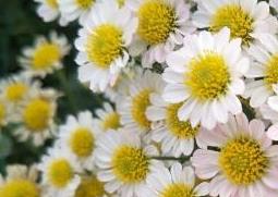 野菊花怎么种植 野菊花怎么种植盆栽